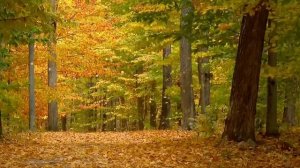 Autumn Leaves (HD)