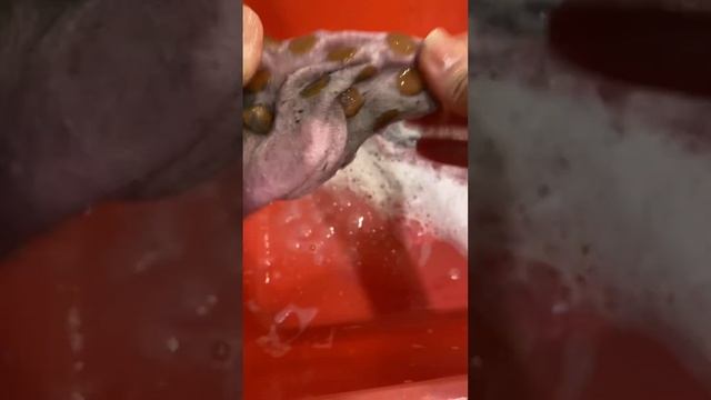 Как отстирать очень грязные детские носки - с помочью серии экологически безопасных средств BioTrim смотреть онлайн