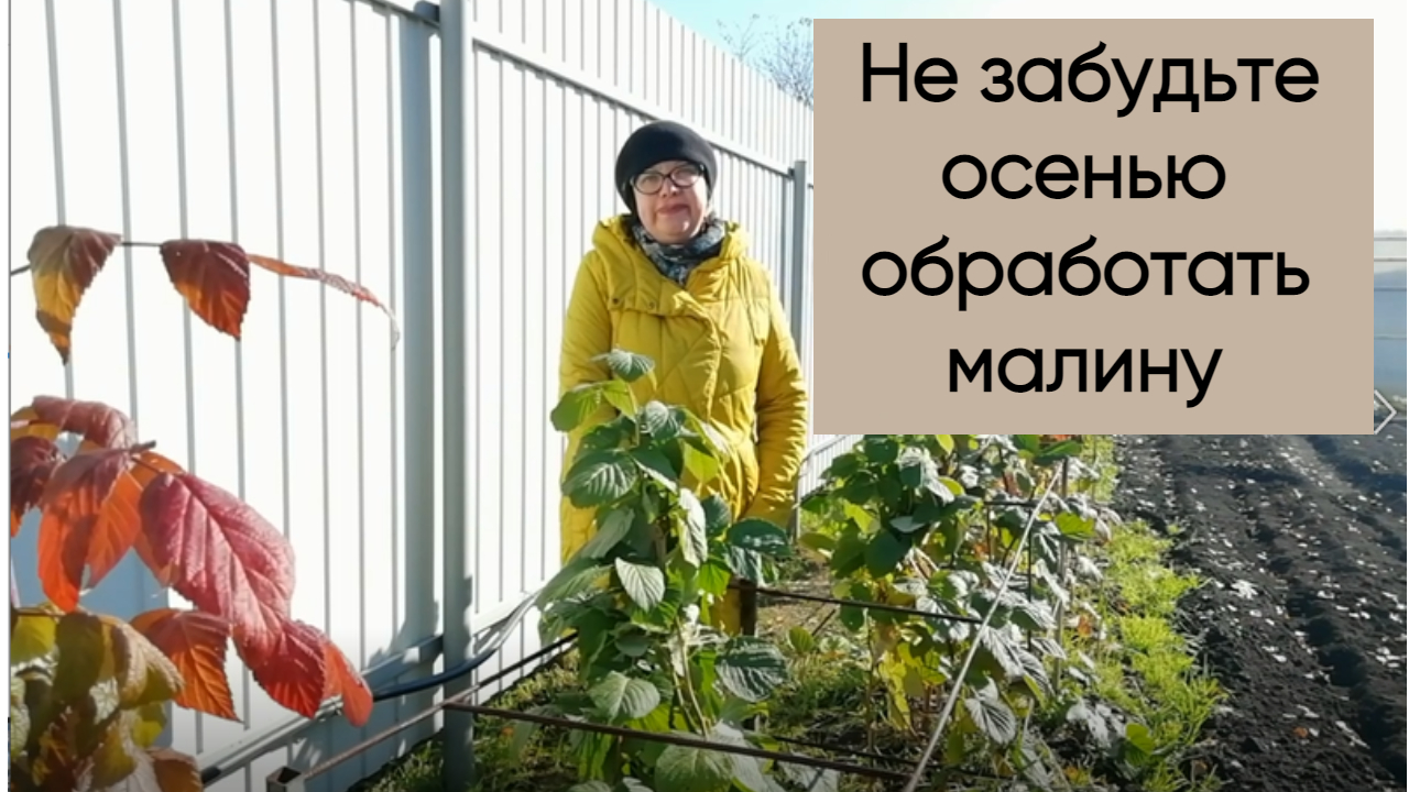 Не забудьте обработать малину осенью. смотреть онлайн
