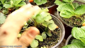 КЛУБНИКА ЗИМОЙ-2021.Выращивание клубники зимой.Клубника зимой под фитосветом.