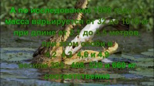 Белая акула против гребнистого крокодила! Кто сильнее!