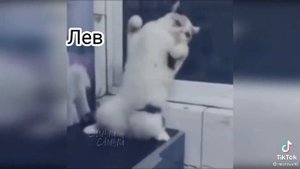 танцы знаков зодиака