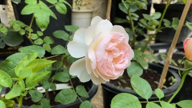 David Austin Rose || Sharifa Asma смотреть онлайн