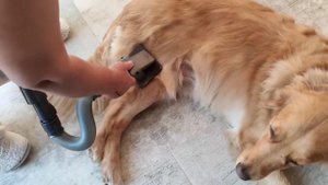 Dyson evcil hayvan aparatı - dyson pet grooming kit