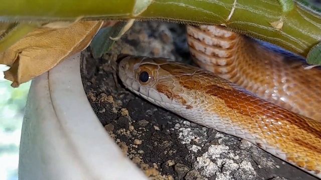 5 причин завести маисового полоза! 5 причин завести змею. смотреть онлайн