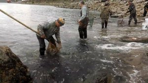 Ловля мойвы (уйка) на побережье Охотского моря , июнь Магадан(1)