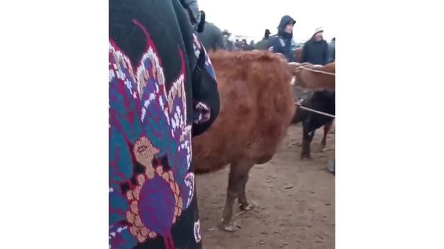 Shimbay mal bazar.12.12.2021/Шымбай мал базар.12.12.2021/Скотный рынок/big bulls in the world
