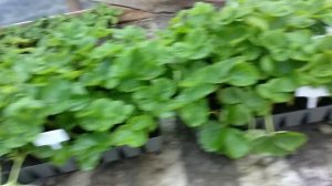 Клубника. Подарок, видео из личного архива