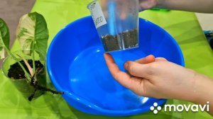 КОМНАТНЫЕ РАСТЕНИЯ(ЦВЕТЫ).НОВИНОЧКА,СИНГОНИУМ.