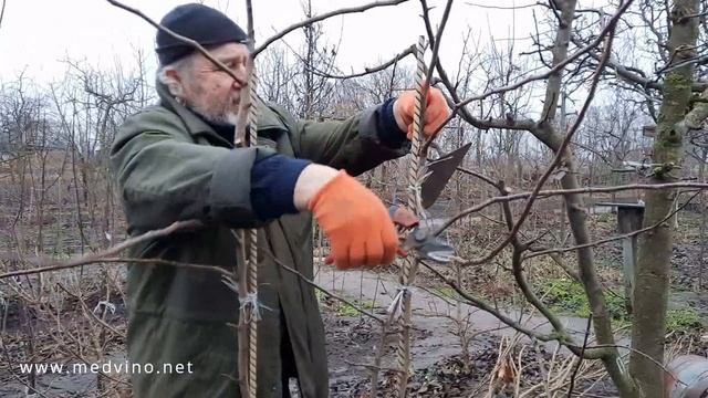 Как вести прививку дальше (на примере груши) смотреть онлайн