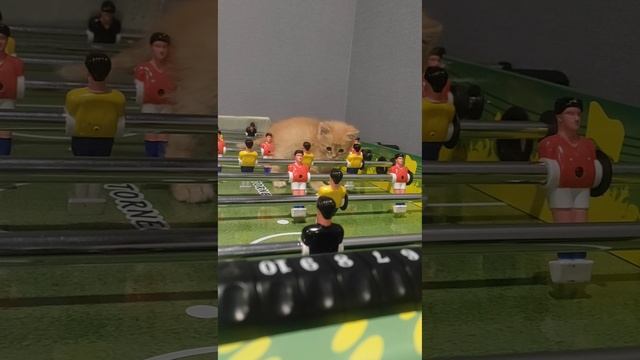 Котенок Паджеро играет и забивает гол с хвоста! смотреть онлайн