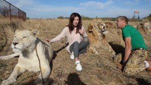 Девушка среди ДЕСЯТКА ЛЬВОВ! Так страшно ей не было никогда!