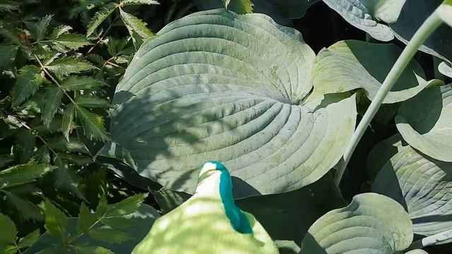 ХОСТА BLUE ANGEL (БЛЮ ЭНЖЛ). ГИГАНТСКАЯ ХОСТА С ГОЛУБЫМИ ЛИСТЬЯМИ. смотреть онлайн