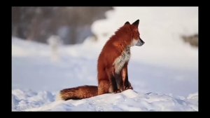 ИНТЕРЕСНЫЕ ФАКТЫ О ЛИСЕ