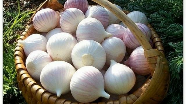 ХРАНЕНИЕ ЧЕСНОКА смотреть онлайн