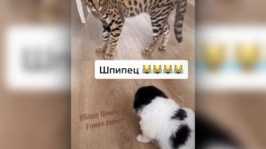 НАСТОЯЩАЯ ЛЮБОВЬ ❤️ МЕЙН-КУНОВ| ЛЮБИМОЕ ХОББИ ПОПУГАЙЧИКА🦜| ВАСЯ-ВОРОН 😅😅
