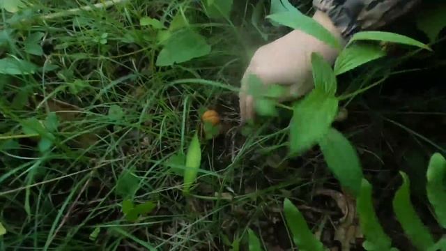 Тихая охота на белые грибы! Грибники не ожидали такого обилия белых грибов. Море боровиков. Шок! смотреть онлайн