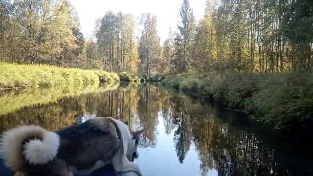 обзор "ракета рм 380", шулюм из тетерева, ну и немного рыбалки