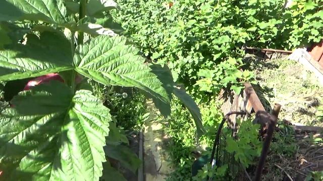 В малиннике есть дела. смотреть онлайн