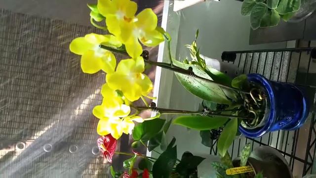 New Phalaenopsis acquisition NOID смотреть онлайн