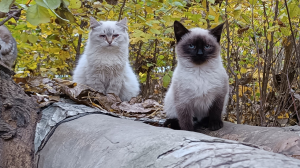 Котята с кошками выживают на улице