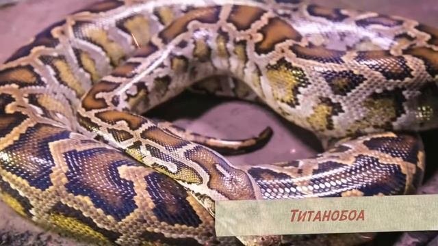 Вымершие животные, которые и сегодня не выжили бы