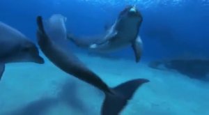 Подводный   Мир   Дельфинов.   Underwater World of Dolphins.