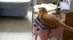 Наджафова Лиана 1521 Алина Радуга