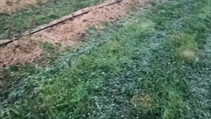 ☘️Белый клевер в качестве сидератов. Плюсы, минусы