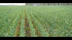 Пшеница яровая. 16.07.2021