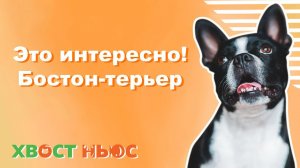 Это интересно! Бостон-терьер