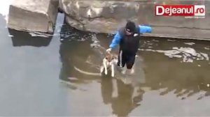 Чудесное спасение собаки из воды