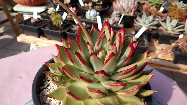 Echeveria Agavoide Hidalgo смотреть онлайн