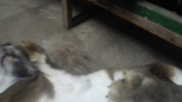 Охота у крольчих как определить смотреть онлайн