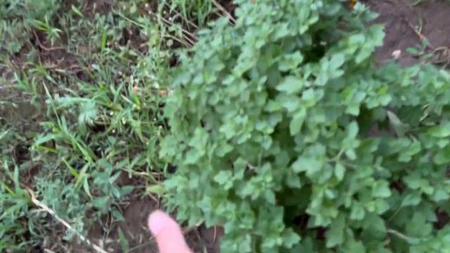 Хорошо прогулялись!  И пришел в гости Женек !