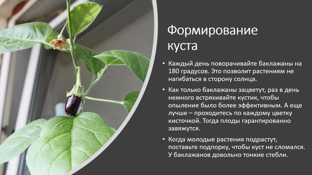 Как вырастить баклажаны на подоконнике смотреть онлайн