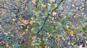 Воркута, мини-поход за грибами! 17.08.2021 г.