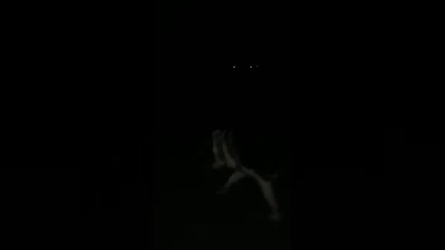 Наш боец алабай 💪 смотреть онлайн