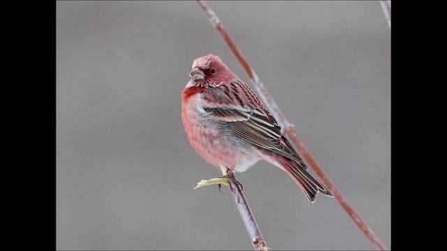 31 Подвид Птиц Семейства Вьюрковые Fringillidae смотреть онлайн