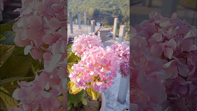 Pink Hydrangea Flower