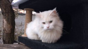 Охотничий домик для кошки на дереве!)