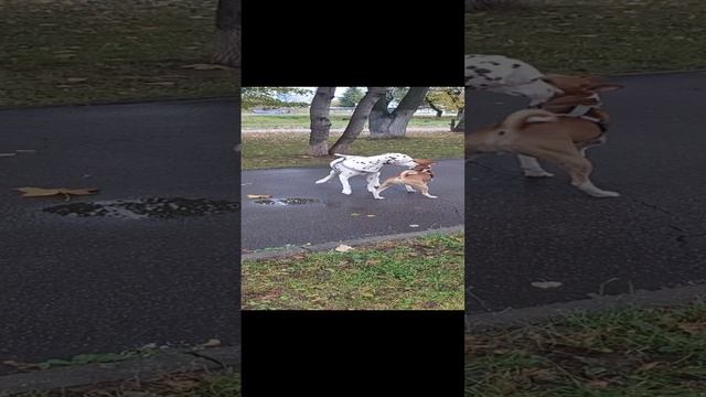Далматинец девочка и щенок Басенджи 11 месяцев, город Серпухов Московское шоссе. смотреть онлайн