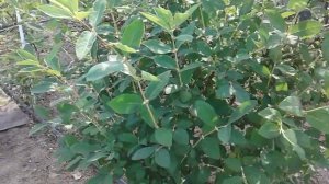 Жимолость гордость кубани обзор сорта