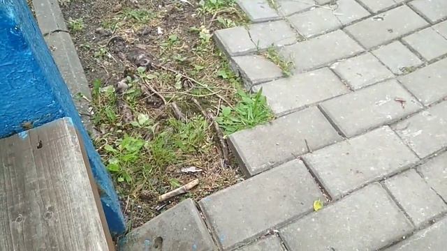 ТРИ КОРОЧКИ vs MAX BAR | КАКИЕ СУХАРИ ЛУЧШЕ?! смотреть онлайн