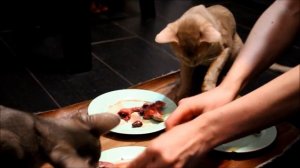 Натуральное питание кошек. Перепелки как еда для кошки.