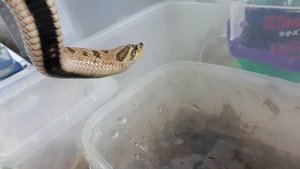 Свиноносая змея( Heterodon nasicus)