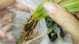 Распаковка посылки с "другими цветочками"