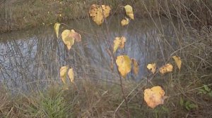 Ускользающая осень 2019