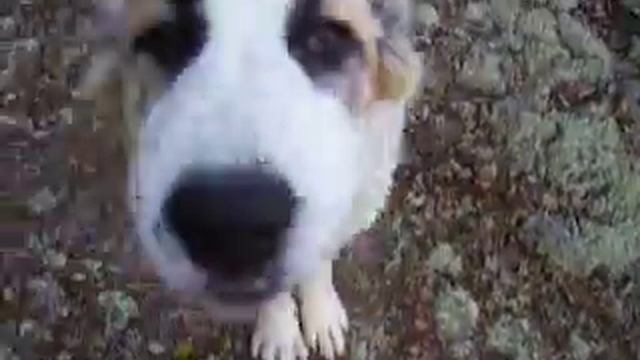 Алабай 5,5 месяцев смотреть онлайн