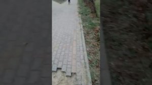 Обрезка боярышника 2